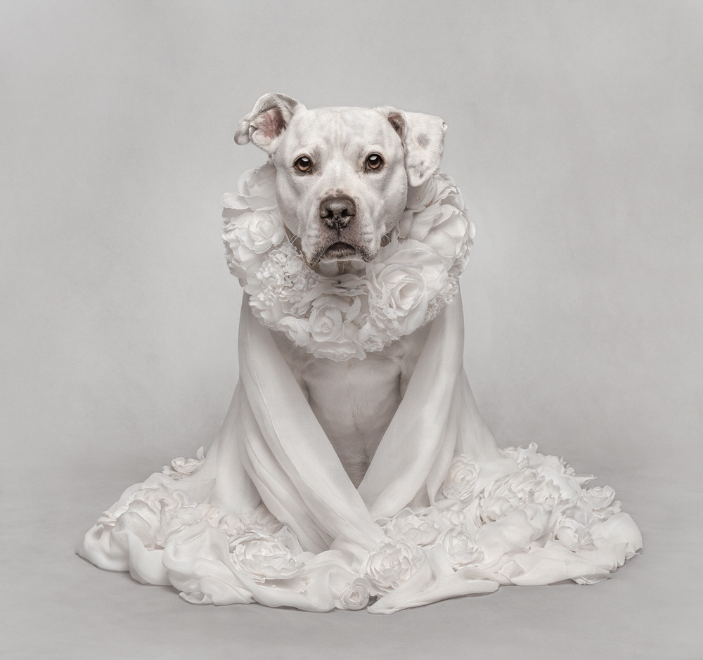 , Highest Gold Award Photographer of the Year 2025