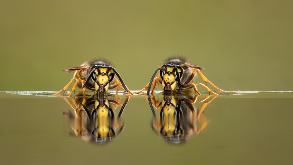 , Macro and Close-up Photographer of the Year 2025