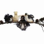 , Meet the Winners of The Society of Photographers’ 2025 Photographic Trade Awards