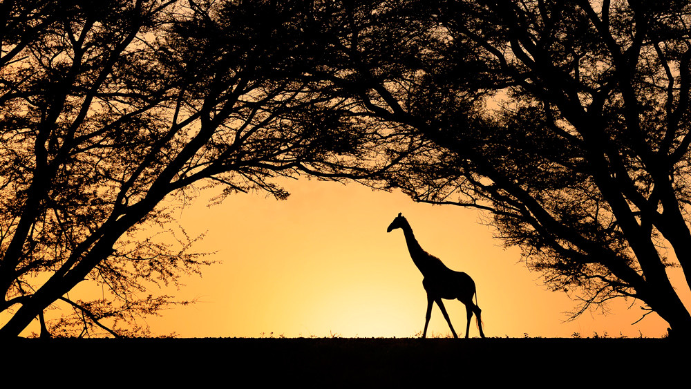 , 20 x 16&Prime; Nouveau Photographer of the Year 2026