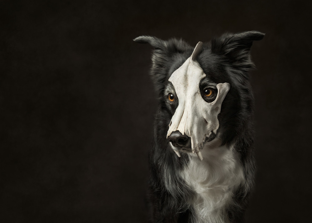 , 20 x 16&Prime; Pet Portrait Photographer of the Year 2026