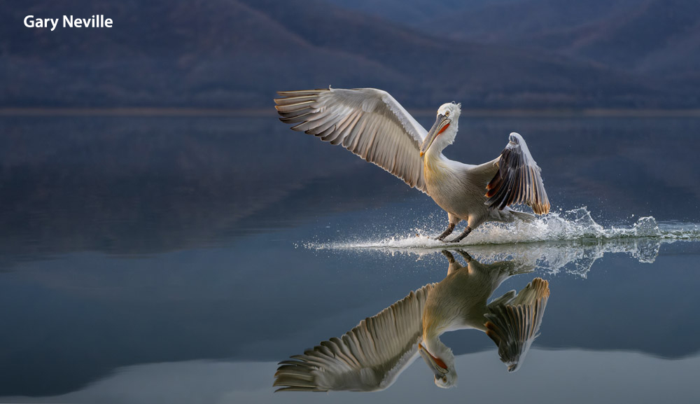 , Stunning Dalmatian Pelican Grabs Top Honours!