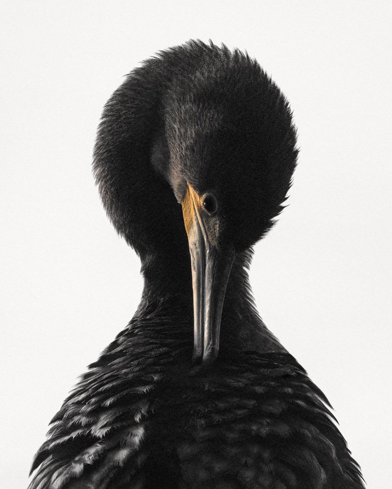 , 20 x 16&Prime; The Natural World Photographer of the Year 2026