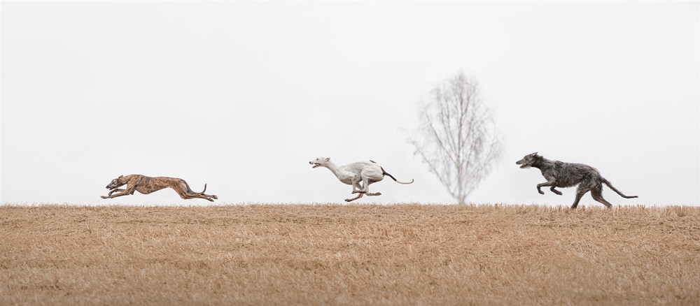 , 20 x 16&Prime; Pet Portrait Photographer of the Year 2026