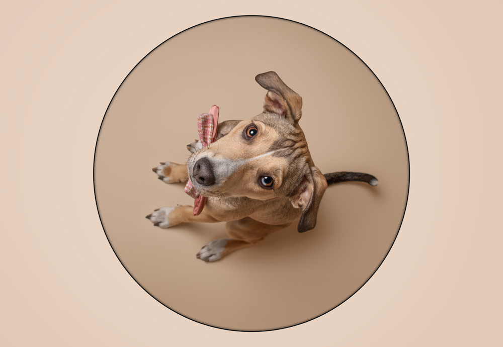 , January 2026 Highly Commended