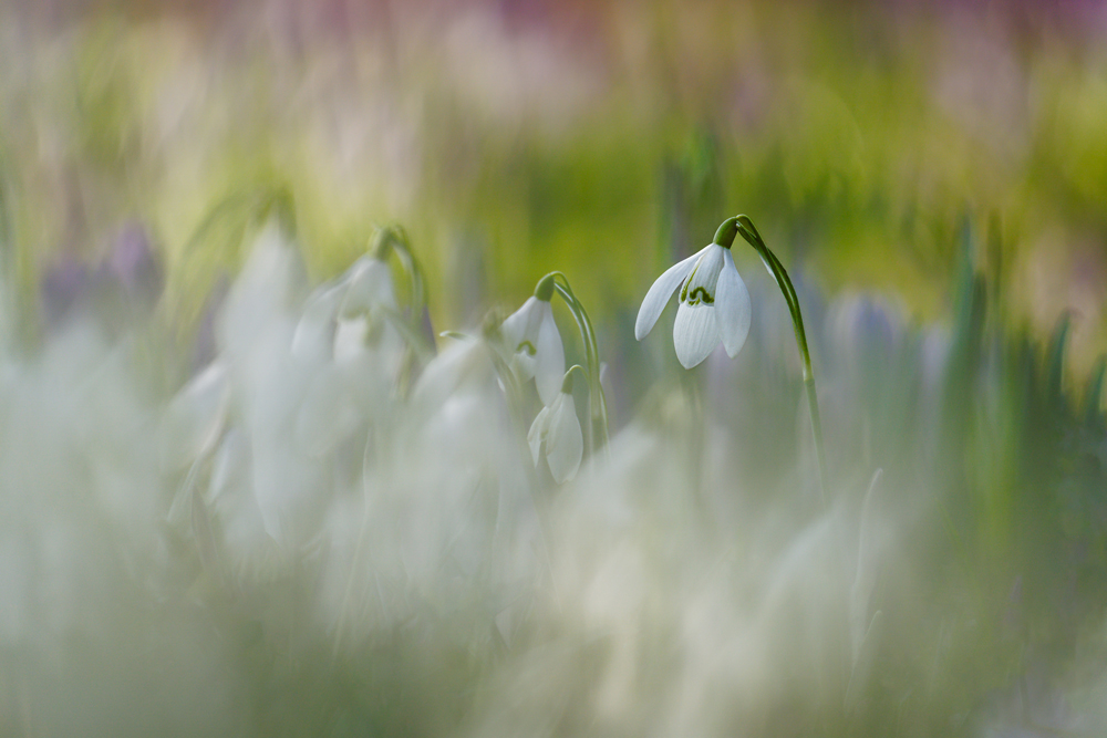 , January 2026 Gold Awards