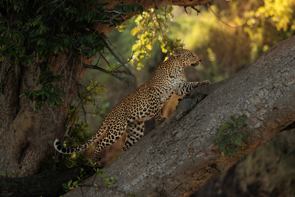 , January 2026 Highly Commended