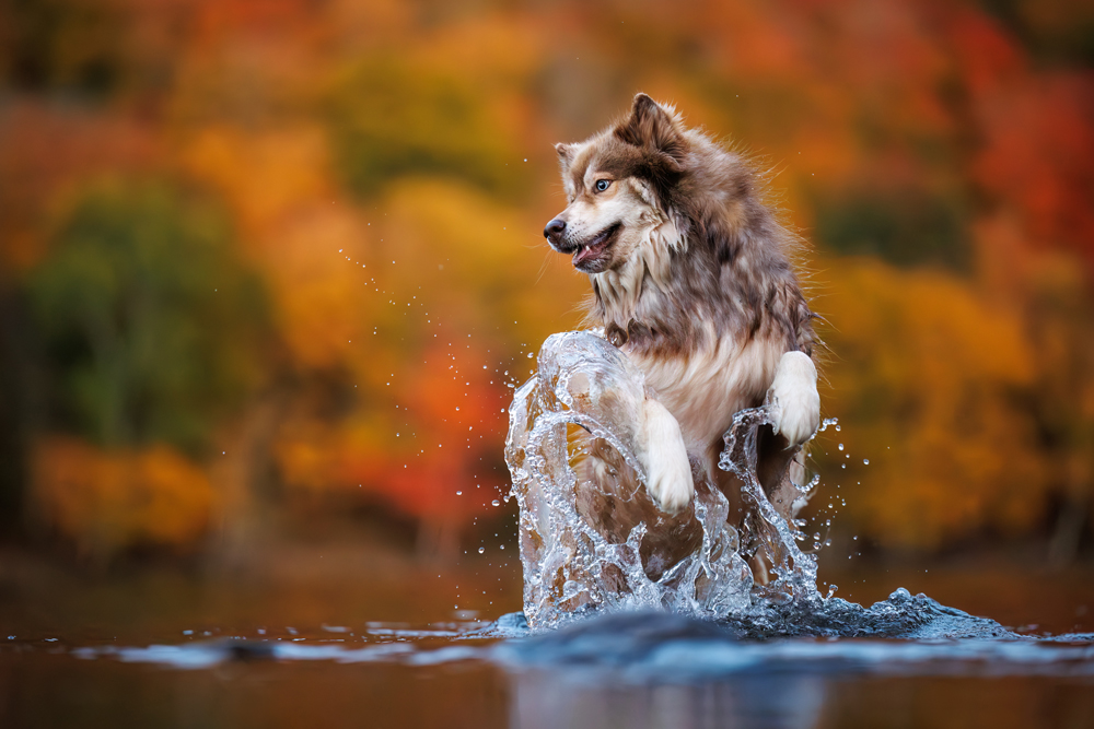 , January 2026 Highly Commended