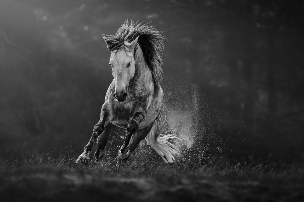 , January 2026 Highly Commended