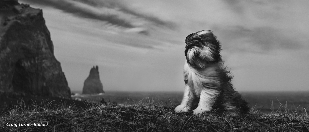 , Dog Photography Competition – Winner Announced