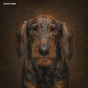, Dog Photography Competition – Winner Announced
