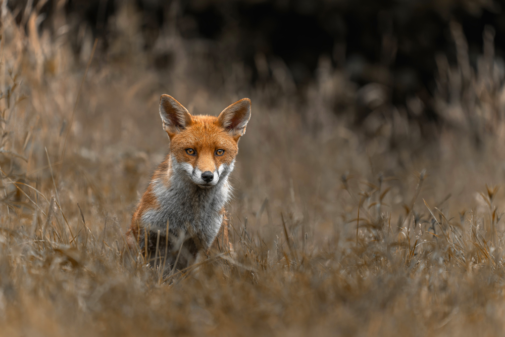 , January 2026 Highly Commended