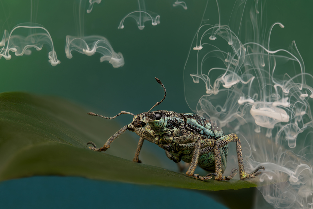 , January 2026 Gold Awards