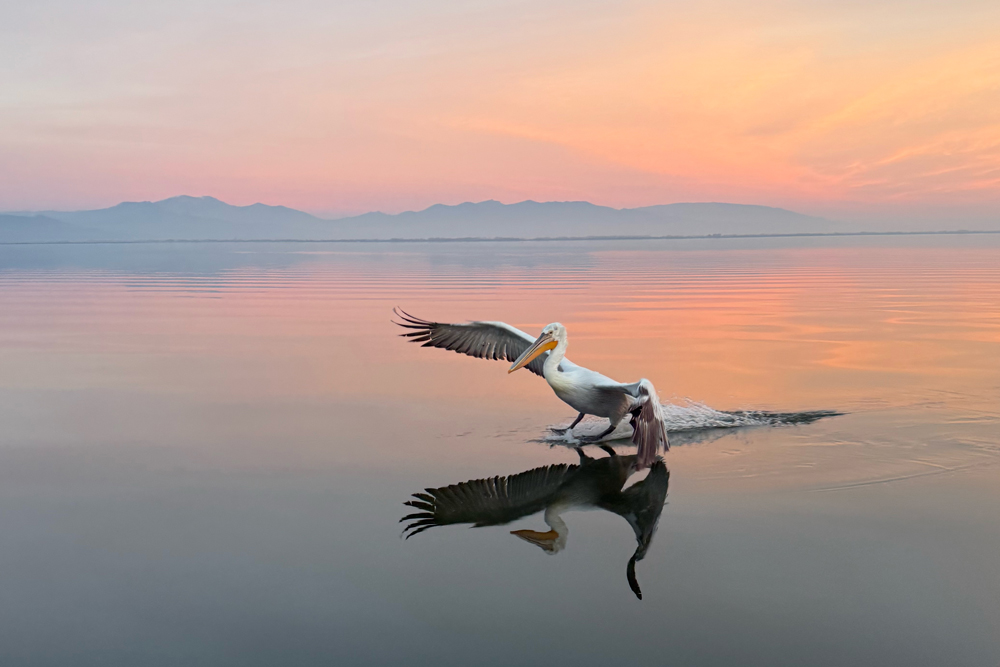 , January 2026 Gold Awards