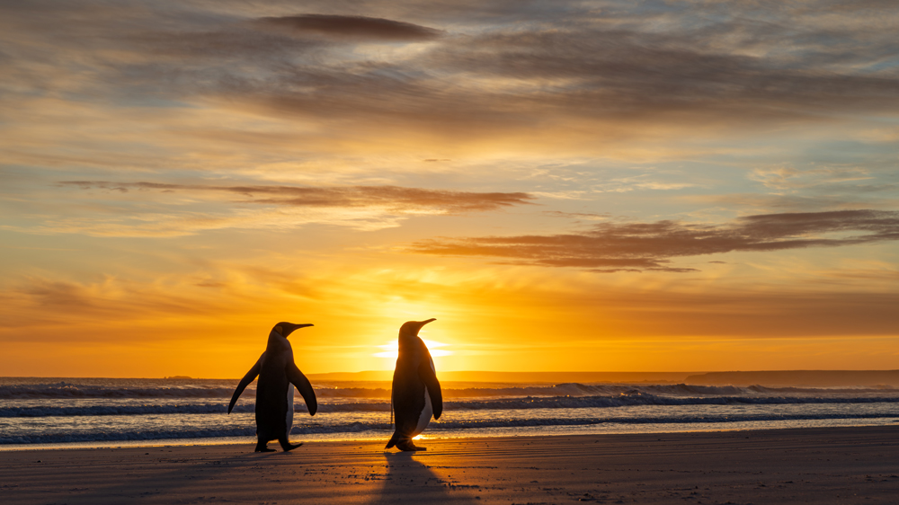 , January 2026 Highly Commended