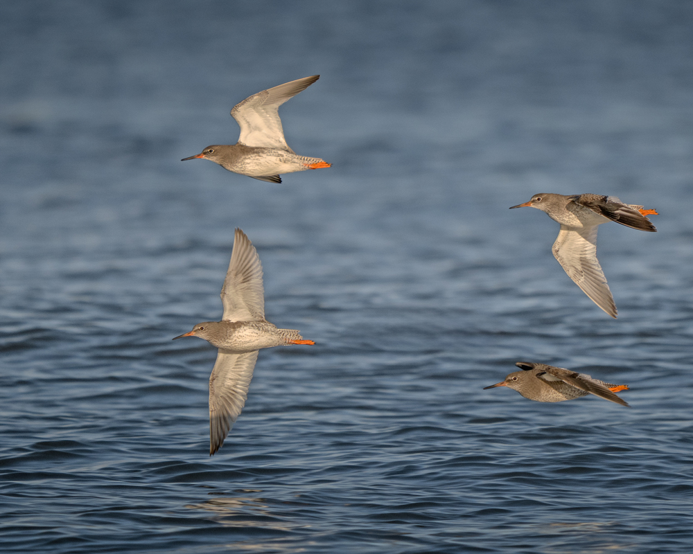 , January 2026 Highly Commended