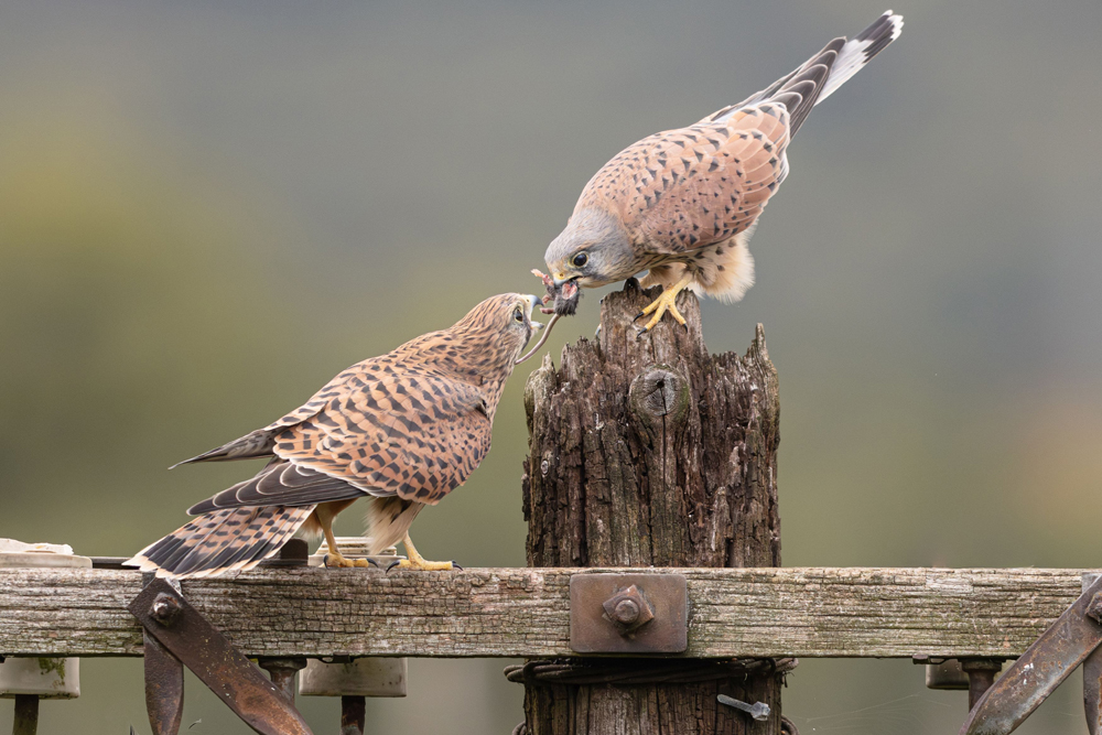 , January 2026 Highly Commended