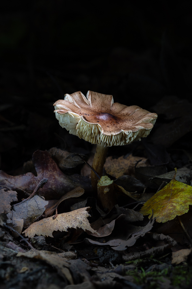 , January 2026 Highly Commended