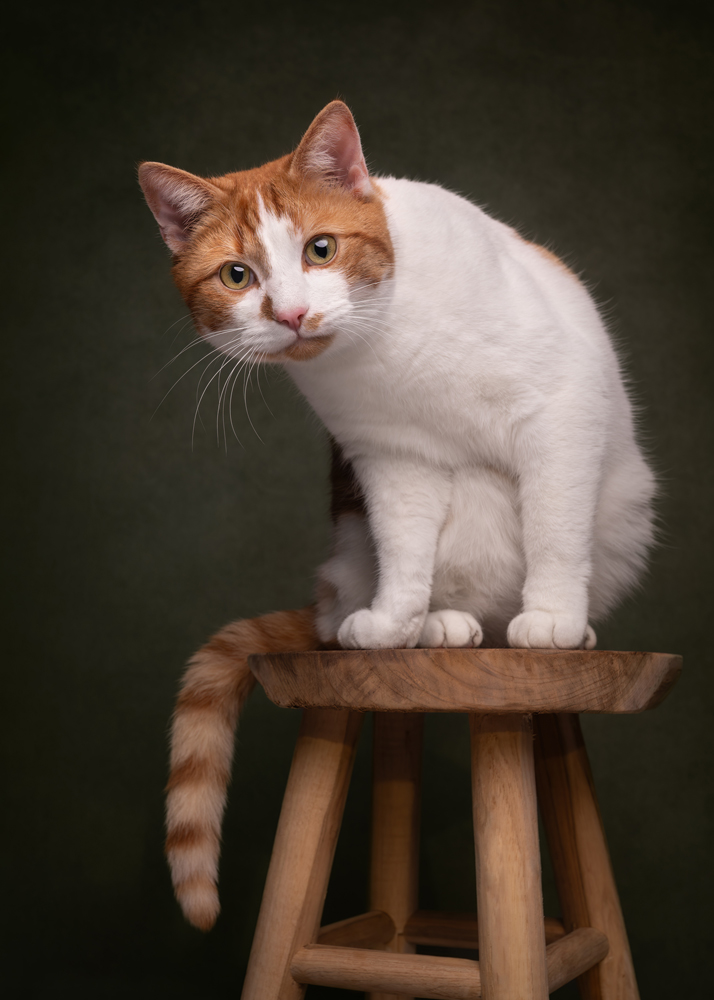 , January 2026 Highly Commended