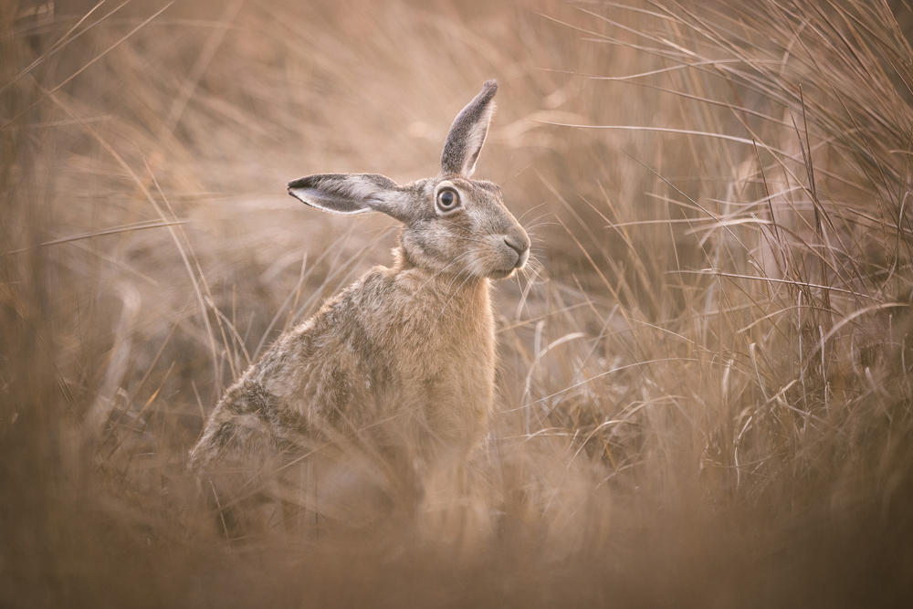 , January 2026 Highly Commended