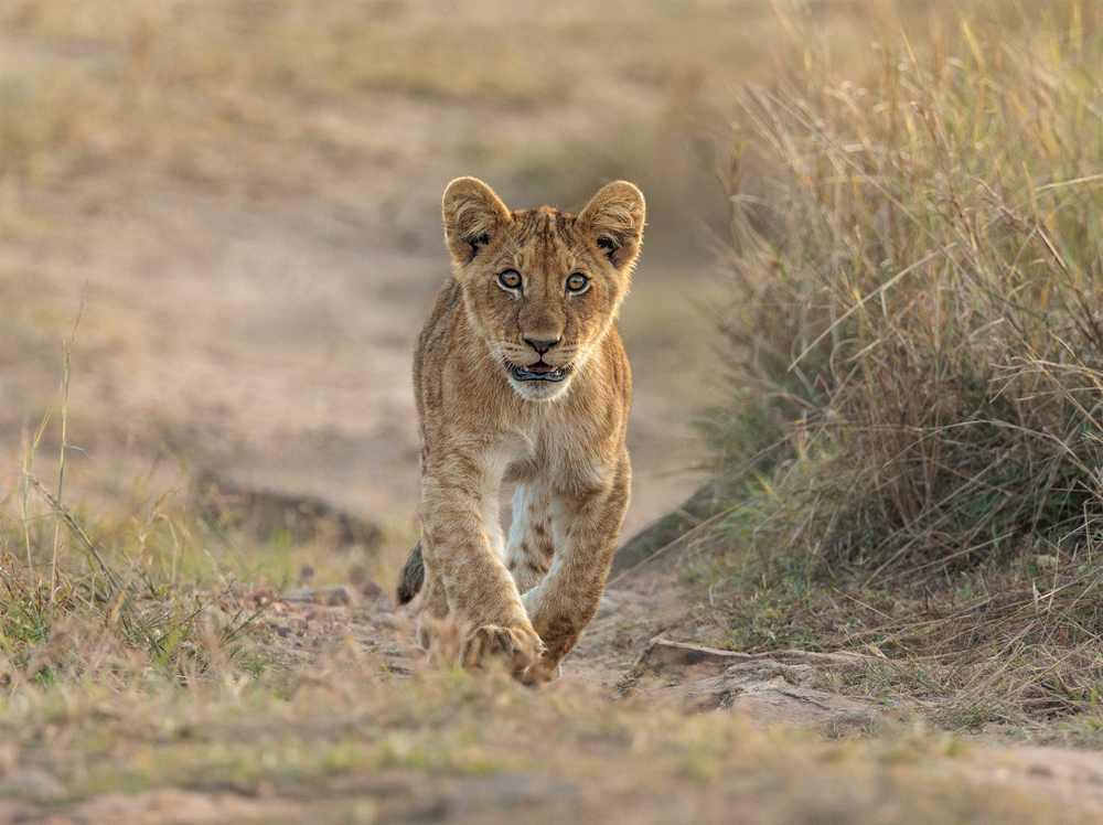 , February 2026 Highly Commended