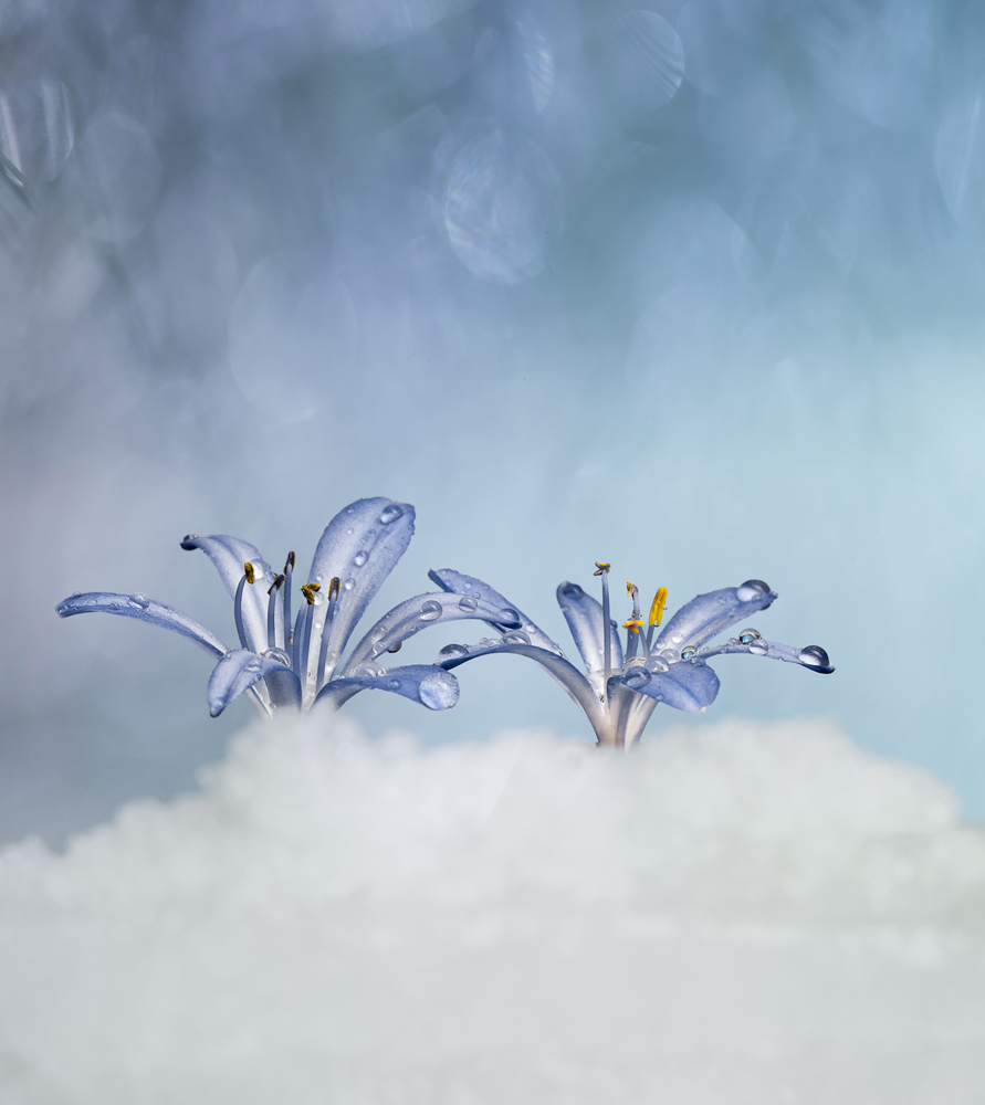 , February 2026 Highly Commended