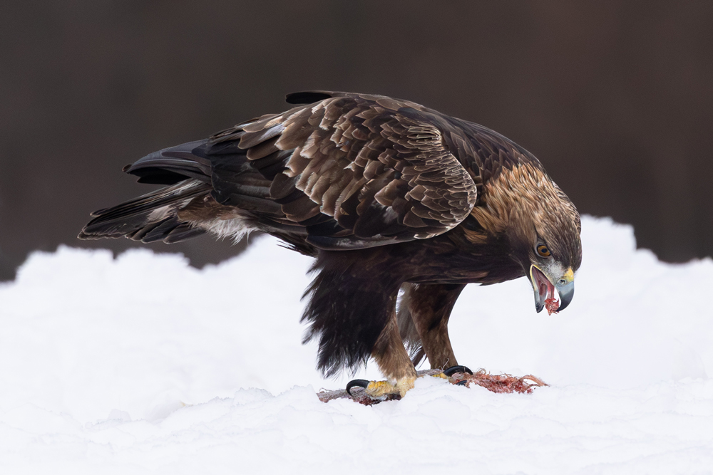 , February 2026 Highly Commended