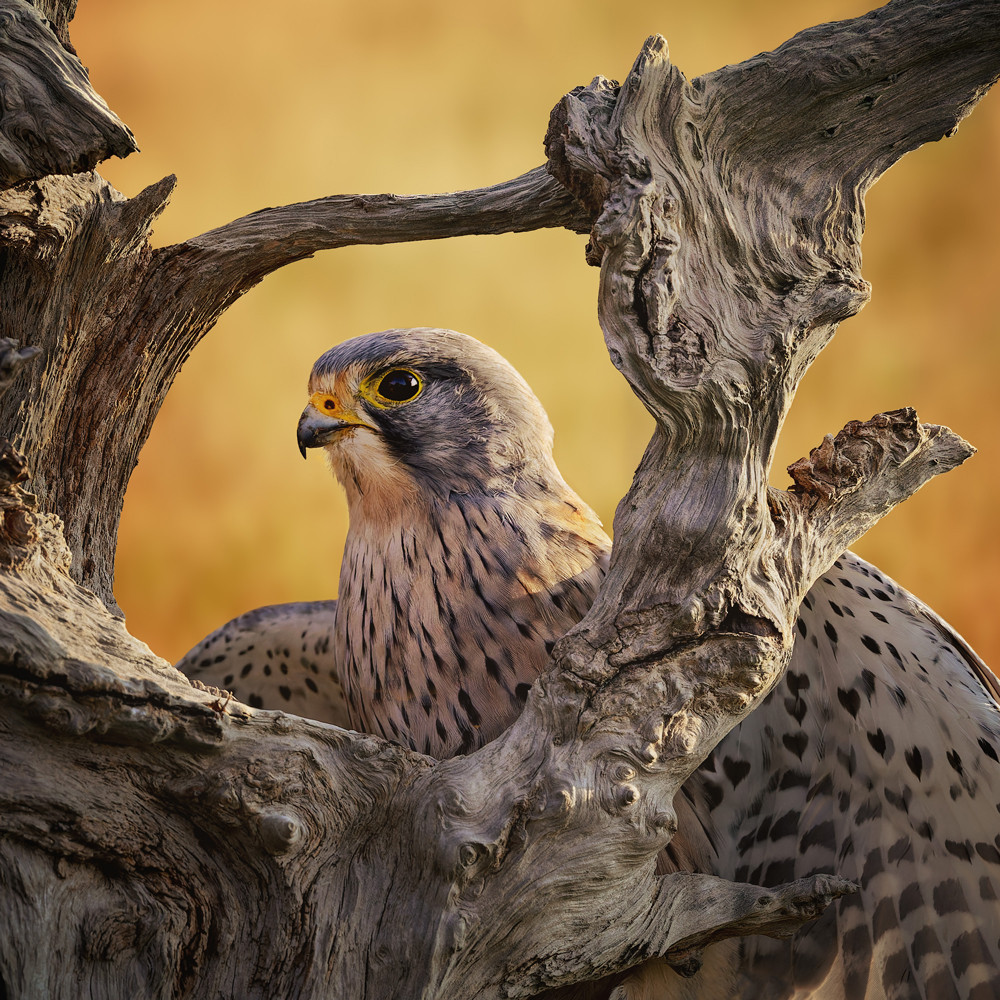 , February 2026 Highly Commended