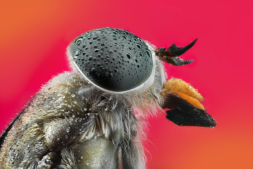 , February 2026 Highly Commended