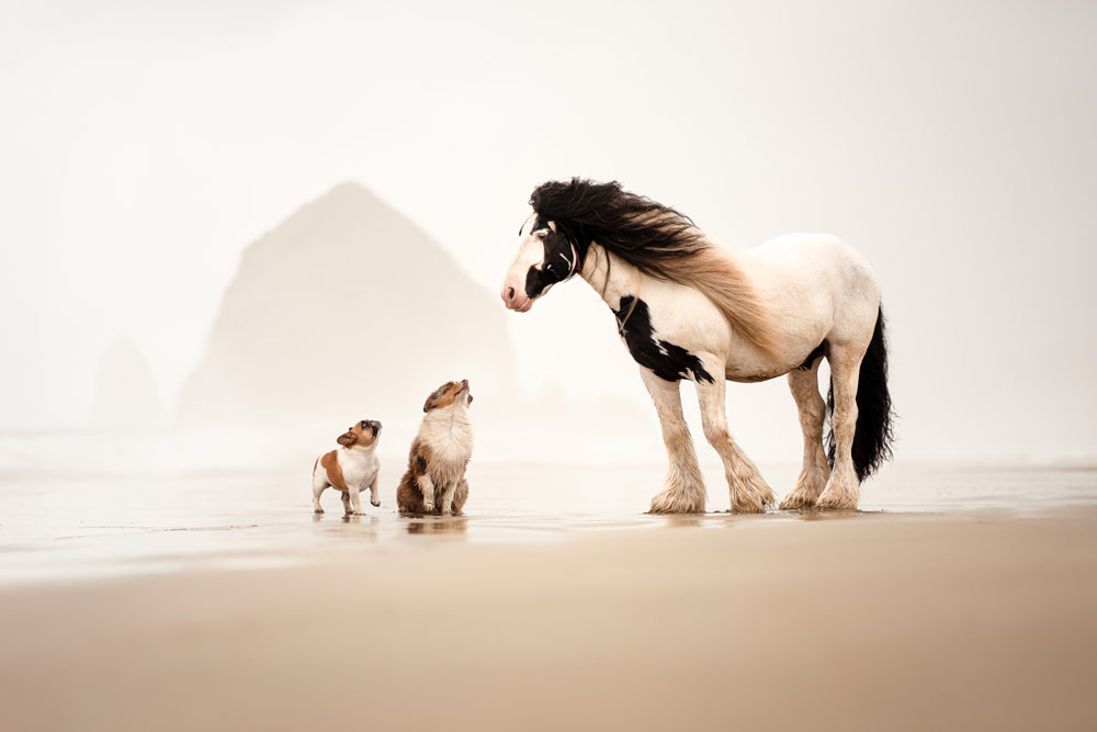 , February 2026 Highly Commended