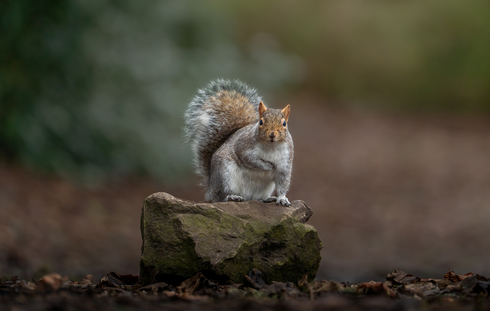 , February 2026 Highly Commended