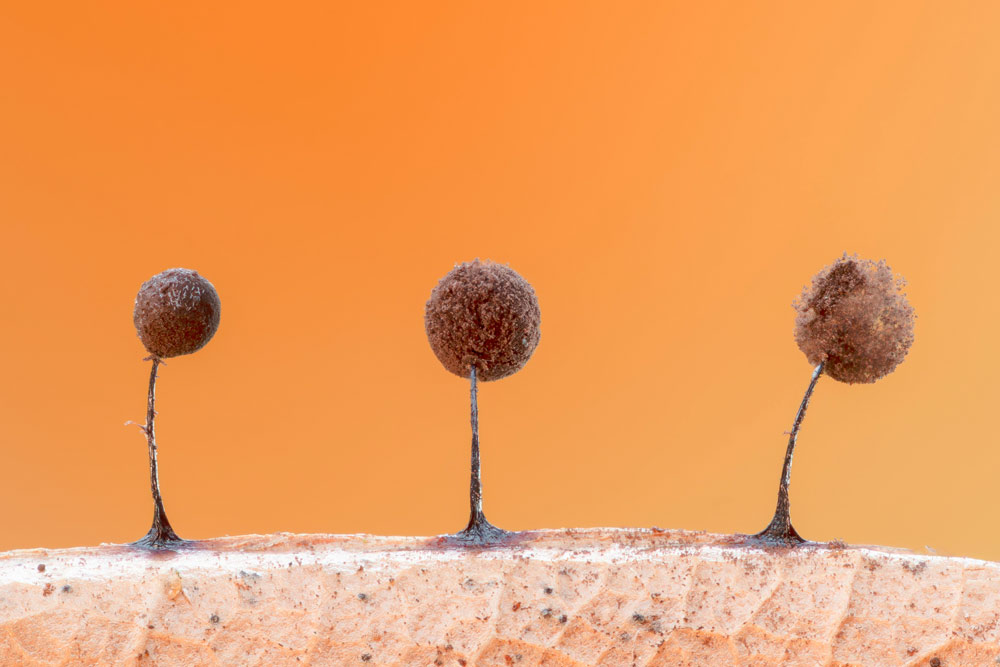 , March 2026 Highly Commended