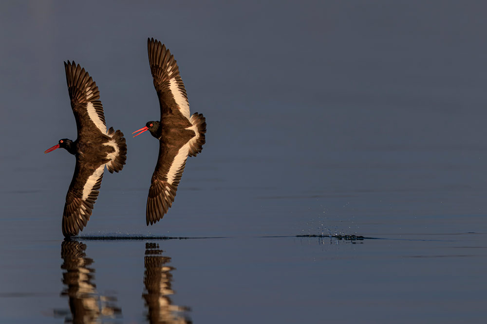 , March 2026 Highly Commended