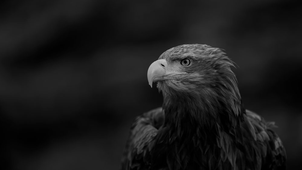 , March 2026 Highly Commended