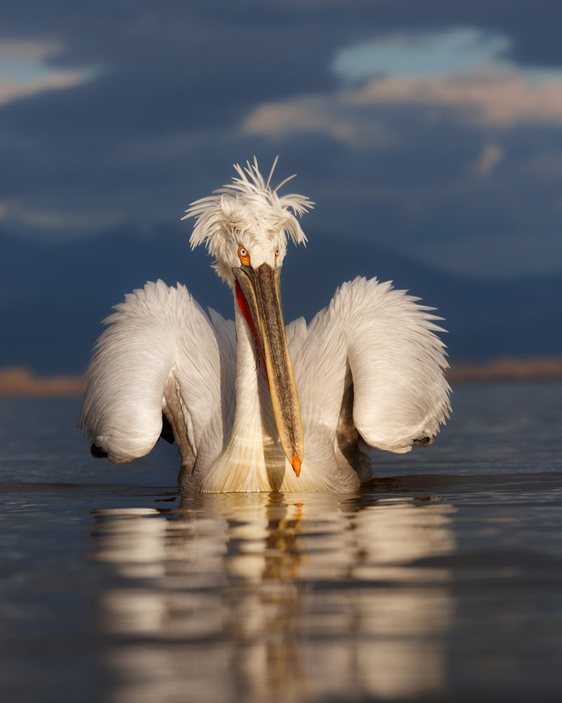 , March 2026 Gold Awards