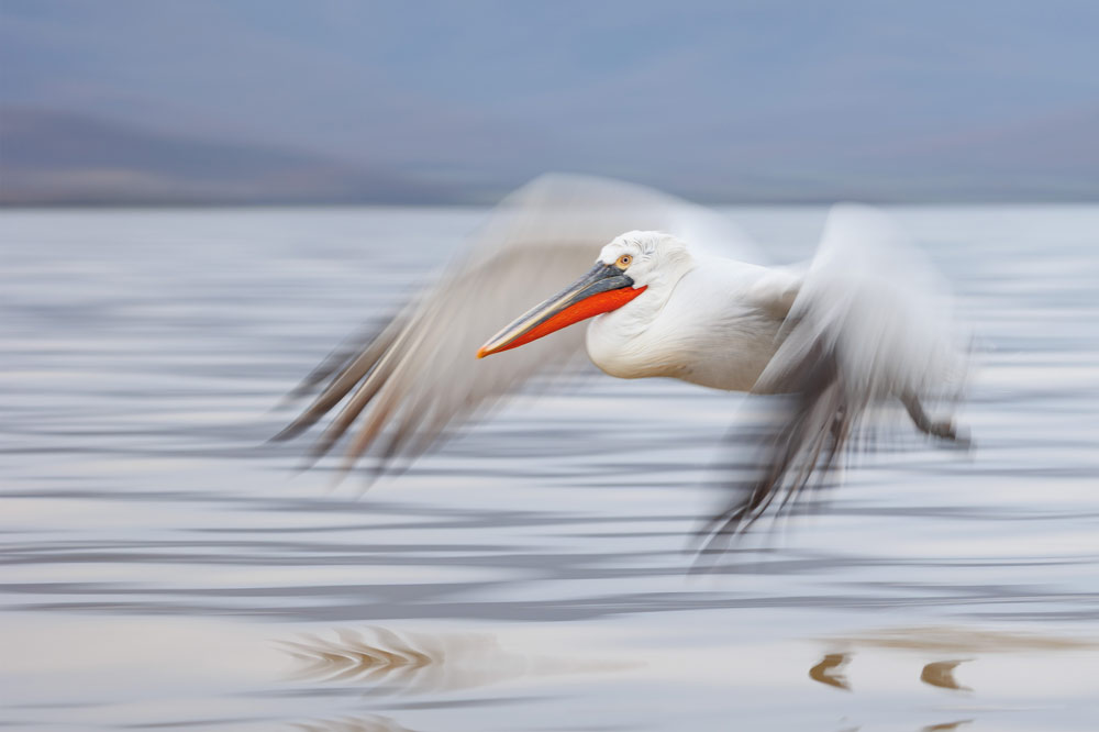 , March 2026 Highly Commended