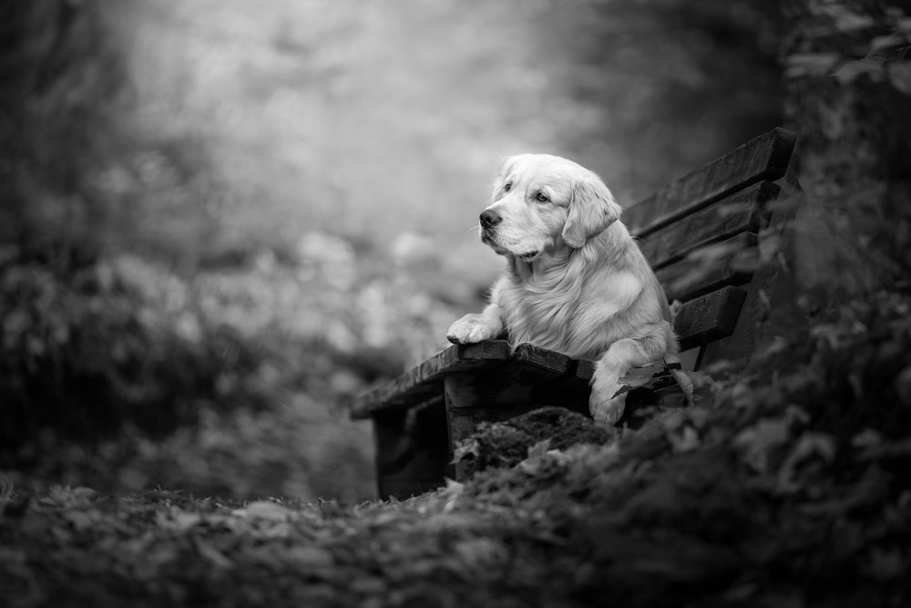 , March 2026 Highly Commended