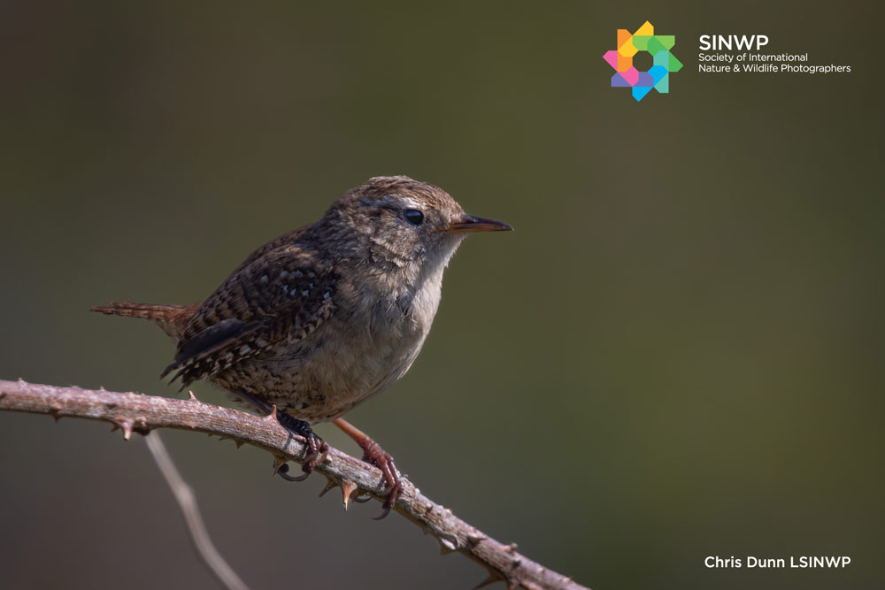 , Chris Dunn qaulifies with The Society of International Nature and Wildlife Photographers