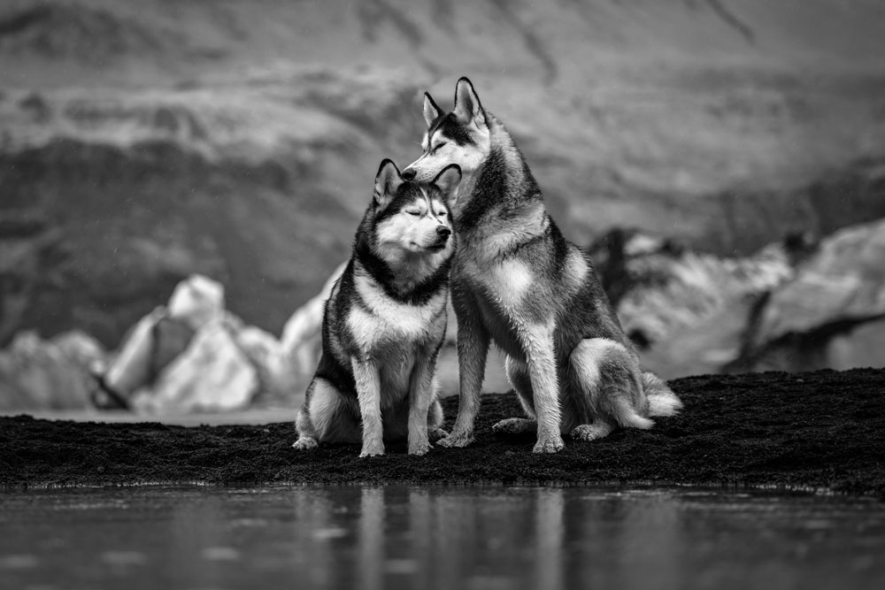 , March 2026 Highly Commended