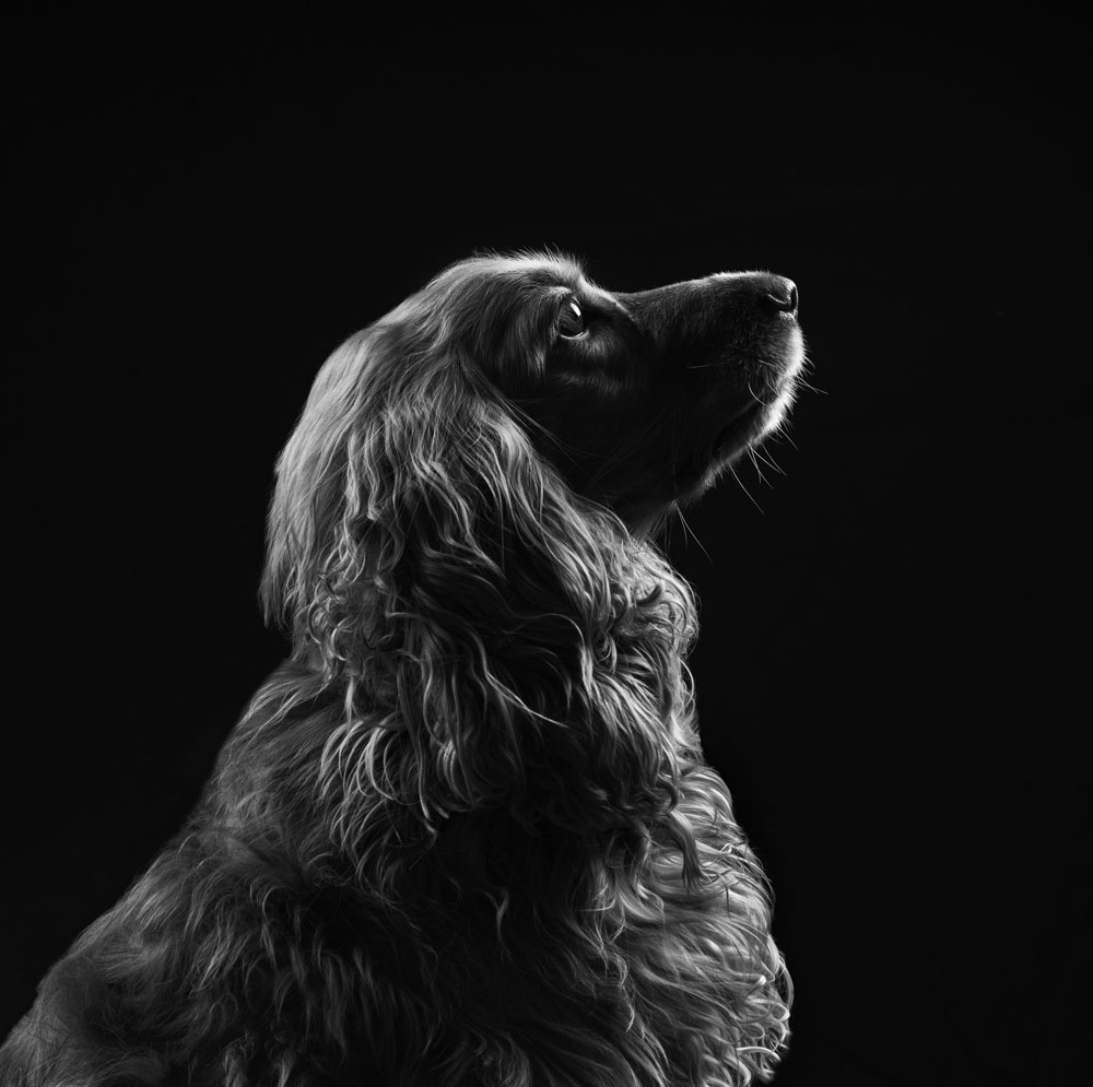 , March 2026 Highly Commended