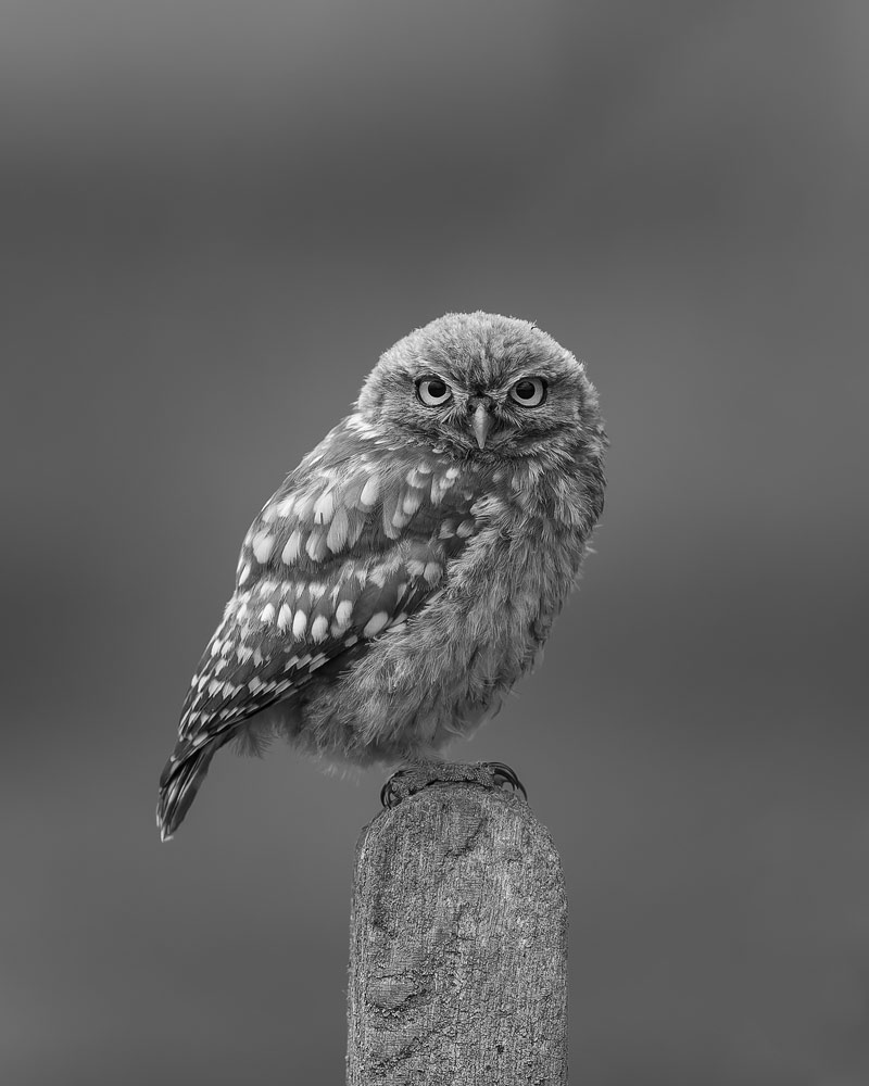 , March 2026 Highly Commended