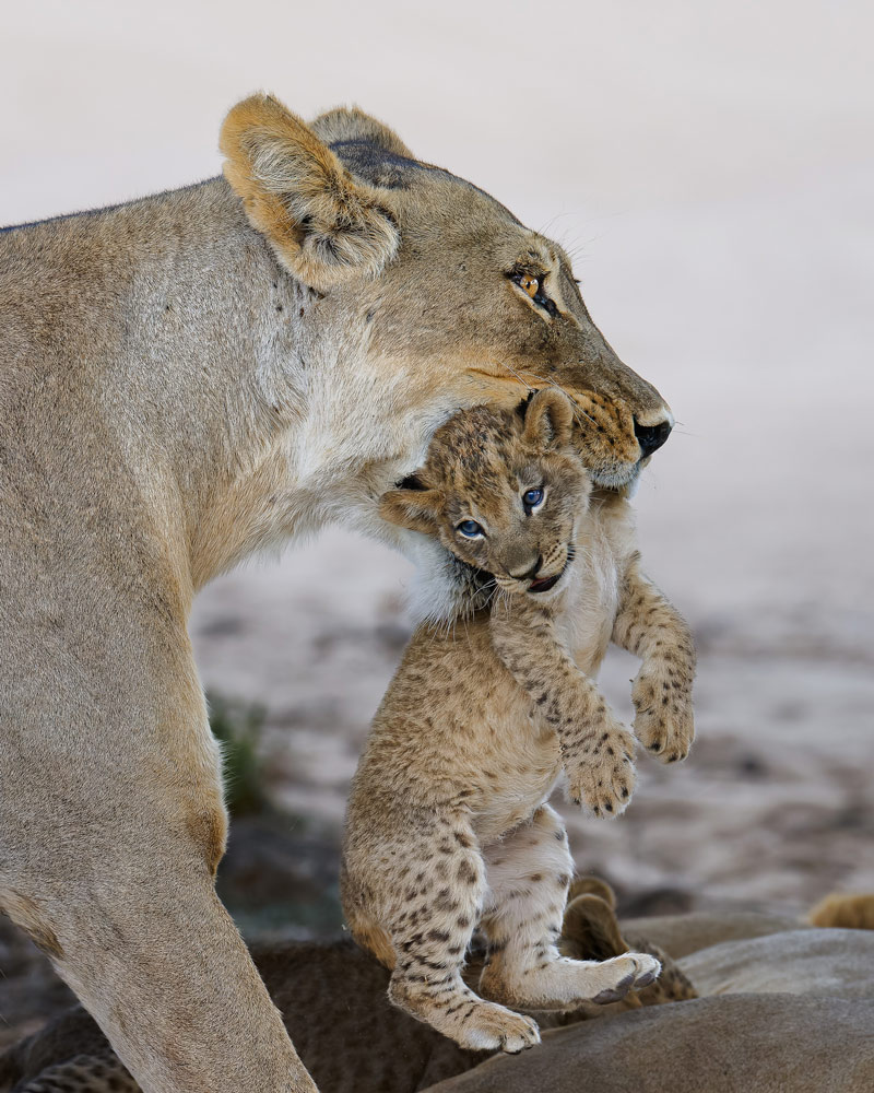 , March 2026 Highly Commended