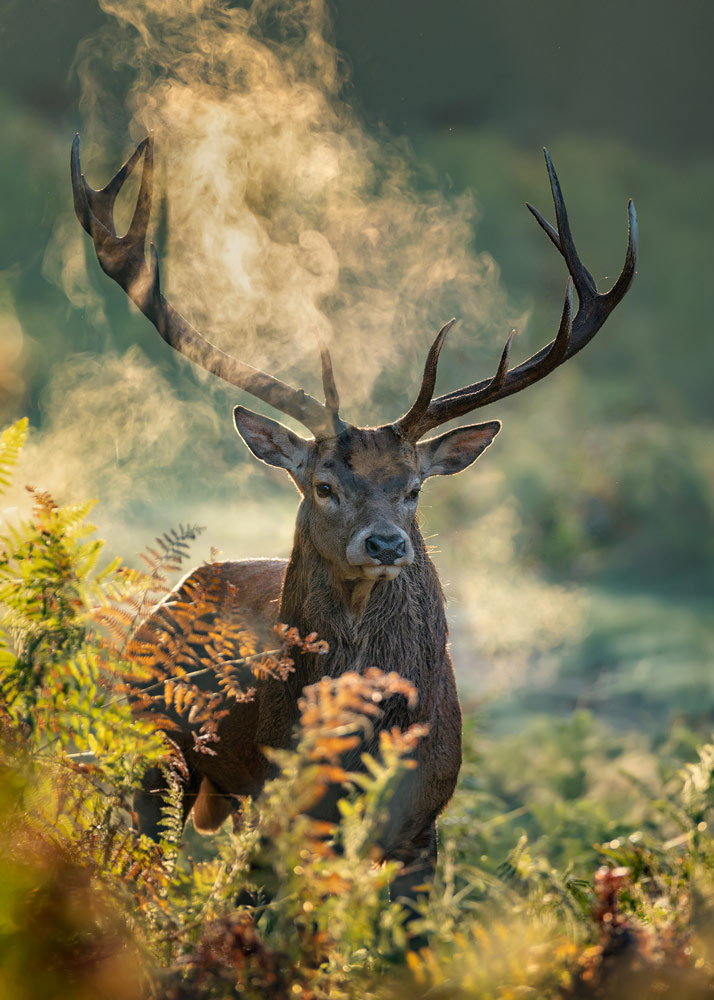 , March 2026 Highly Commended