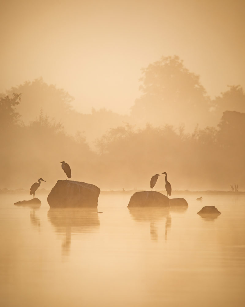 , March 2026 Gold Awards