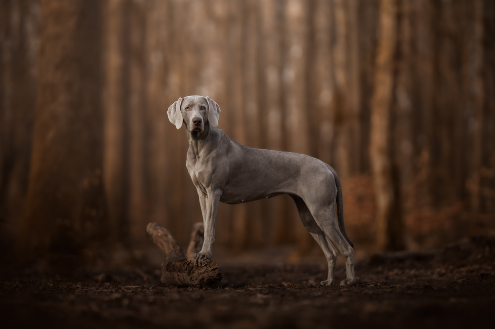 , March 2026 Highly Commended