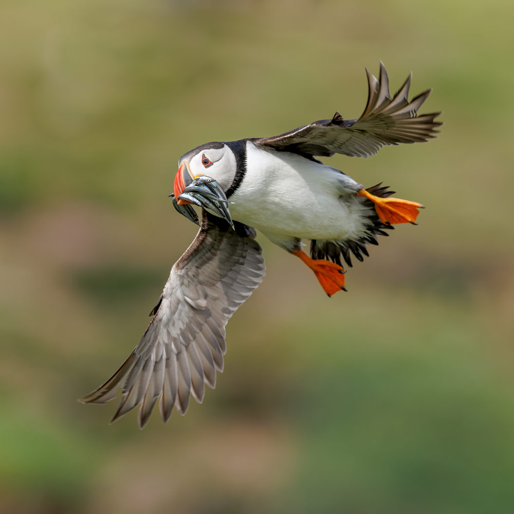 , March 2026 Highly Commended