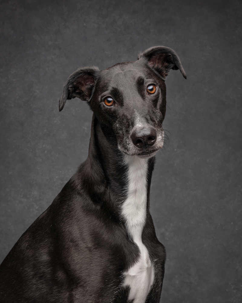 , March 2026 Highly Commended