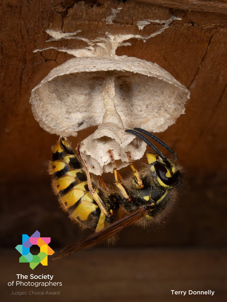 , April 2026 Monthly Image Competition Results