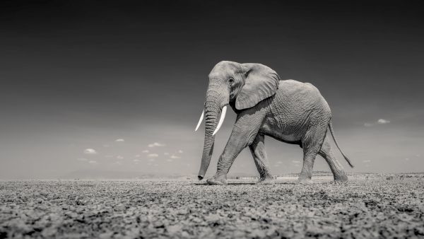 , The Results Are In! Celebrating the Winner of the Life on Earth Photography Competition