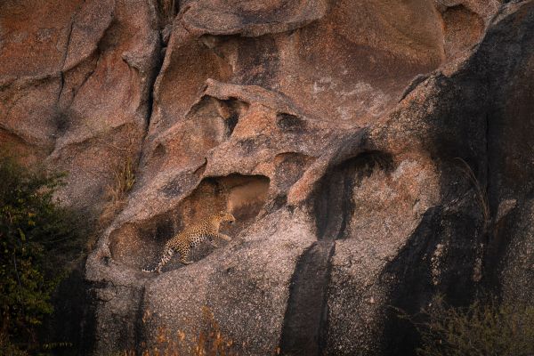 , The Results Are In! Celebrating the Winner of the Life on Earth Photography Competition